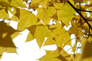 【改修】鶴川の家